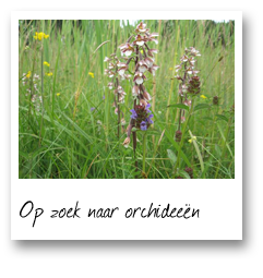 Op zoek naar orchideeën