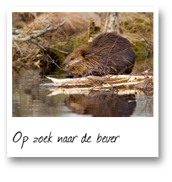 Op zoek naar de bever