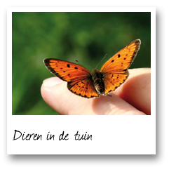 Dieren in de tuin