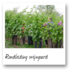 Rondleiding in de Wijngaard