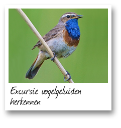 Excursie vogelgeluiden herkennen