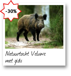 Natuurtocht Veluwe met gids