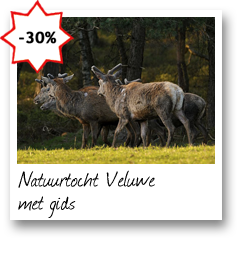 Natuurtocht Veluwe met gids