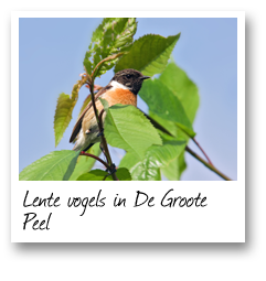 Lente vogels in De Groote Peel