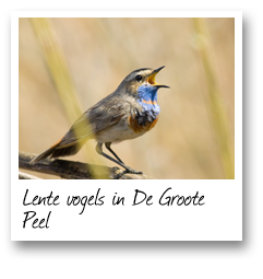 Lente vogels in De Groote Peel