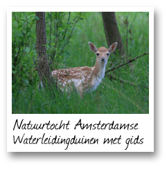 Natuurtocht Amsterdamse Waterleidingduinen met gids