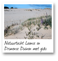 Natuurtocht Loonse en Drunense Duinen met gids