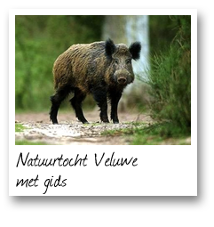 Natuurtocht Veluwe met gids