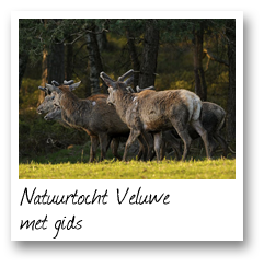 Natuurtocht Veluwe met gids