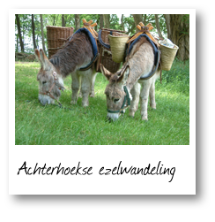 Achterhoekse ezelwandeling