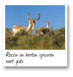 Reeën en herten speuren