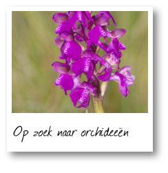 Op zoek naar orchideeën