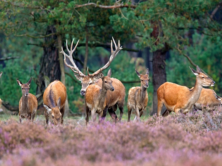 Natuurtocht Veluwe met gids