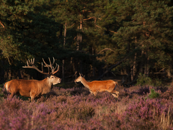Natuurtocht Veluwe met gids