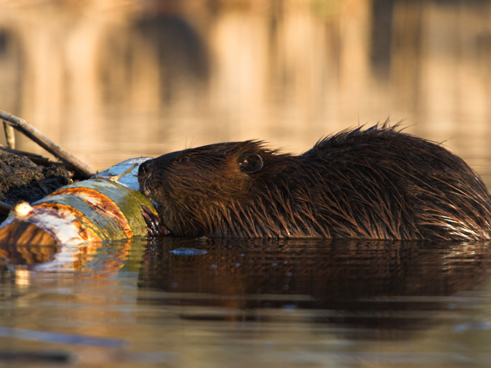 Op zoek naar de bever