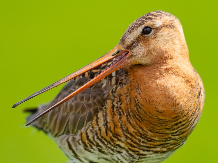 Vogelfotografie en weidevogelbeleving op Gruttoland