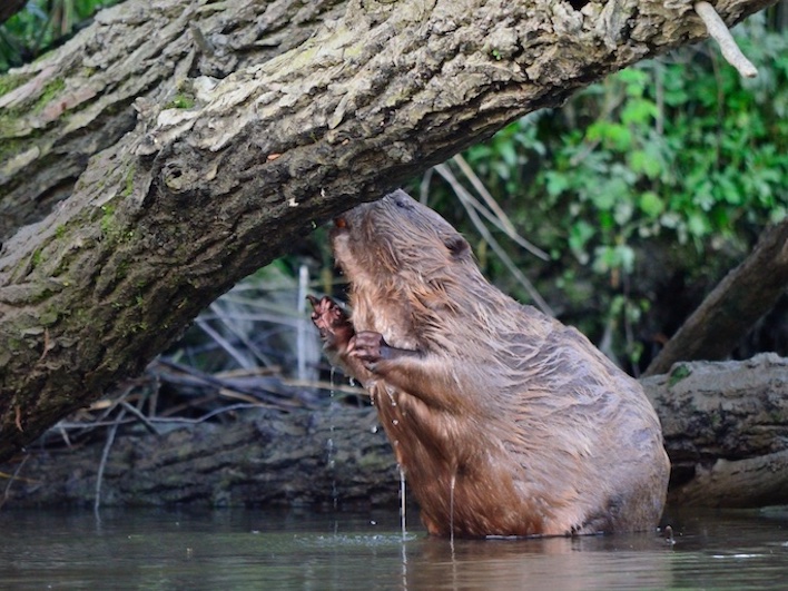 Bevers speuren in De Biesbosch