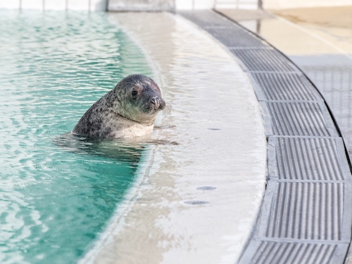 Beleef zeehondencentrum Pieterburen (2 volwassenen + 1 kind)