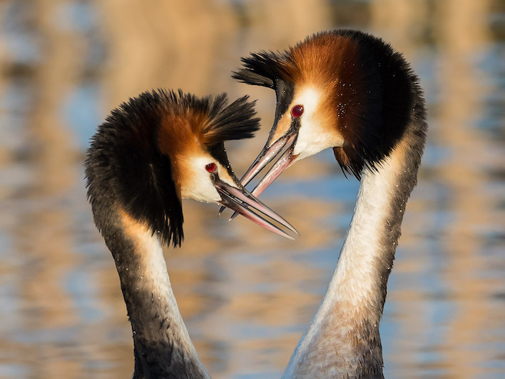 Workshop vogelfotografie Balts van de fuut