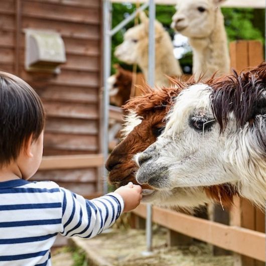 Een unieke Alpaca Experience voor jou