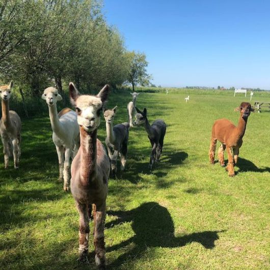 Alpaca boerengolf en meet & feed