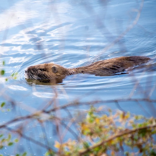 Op zoek naar de bever