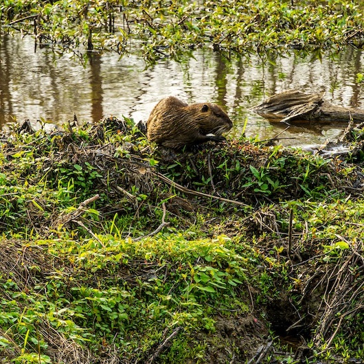 Spot de bever in de natuur