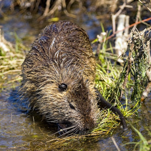 Op zoek naar de bever in de natuur