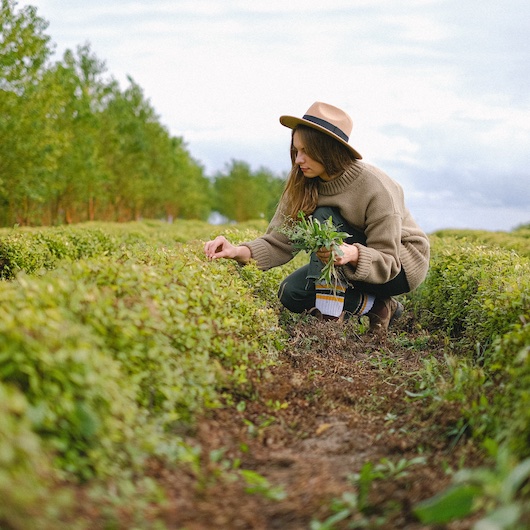 Workshop: ontdek de geneeskracht van planten