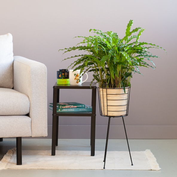 Calathea