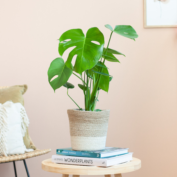 Monstera Deliciosa