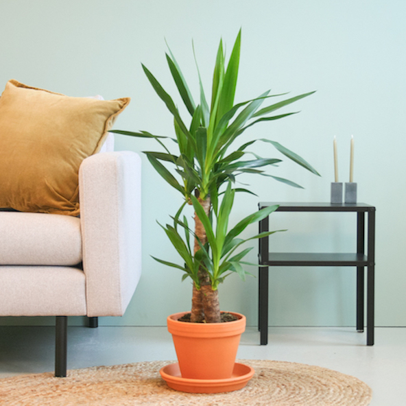 Yucca