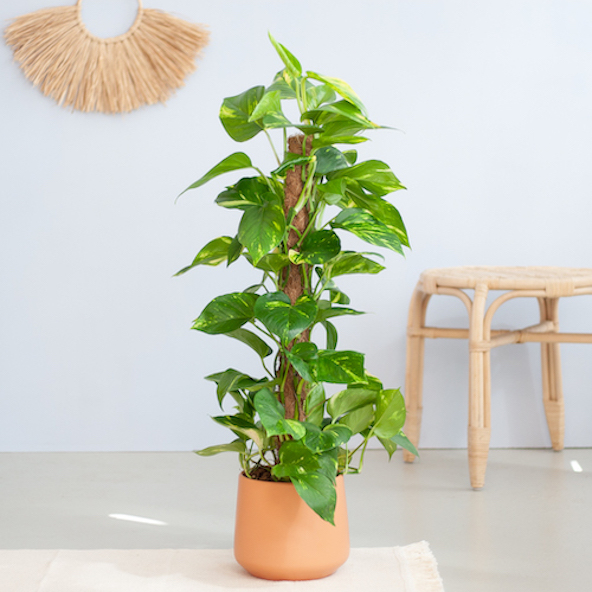 Goudrankplant