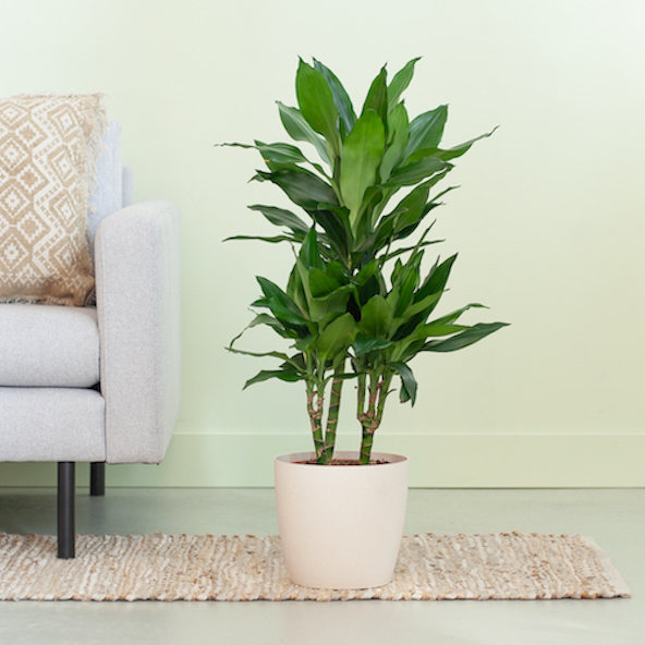 Dracaena Janet