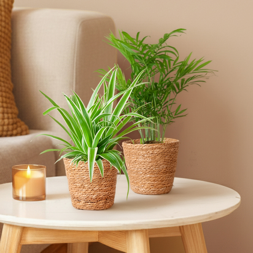 Kamerplantduo Graslelie & Dwergpalm